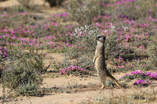 standing meerkat amongst the spring flowers