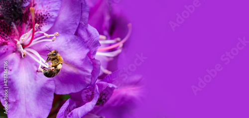 pszczoła na fioletowym kwiatku rododendrona