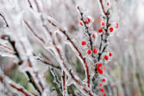 Winter, icing, trees with berries in ice
