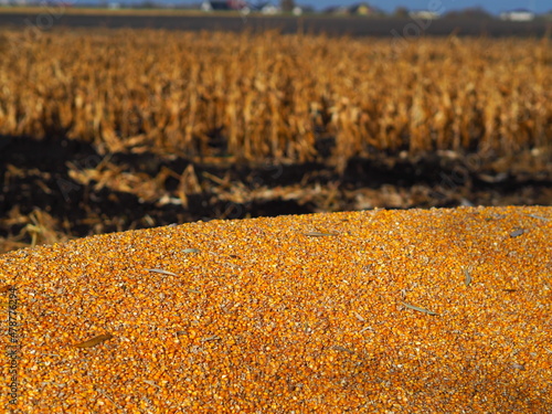 Hałda kukurydzy na polu