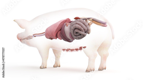 3d rendered illustration of the porcine anatomy - the organs