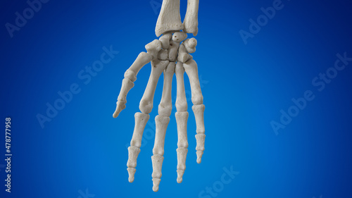 3d rendered illustration of the hand bones