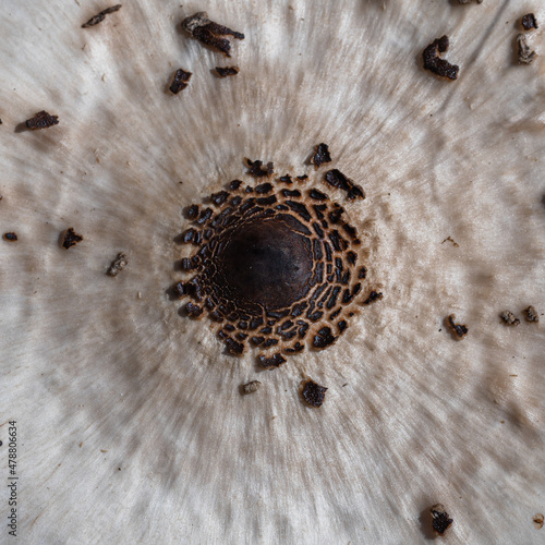 kapelusz grzyba makroskopowego. Czubajka kania (Macrolepiota procera)