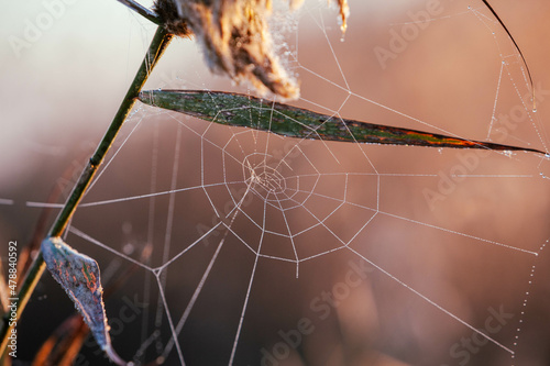 tela de araña a medio hacer en un junco con fondo desenfocado