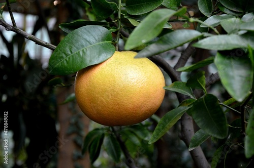 Interesting tropical plant. An exotic plant. Citrus fruit. Perfect for background or wallpaper.