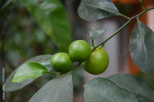 Interesting tropical plant. An exotic plant. Citrus fruit. Perfect for background or wallpaper.