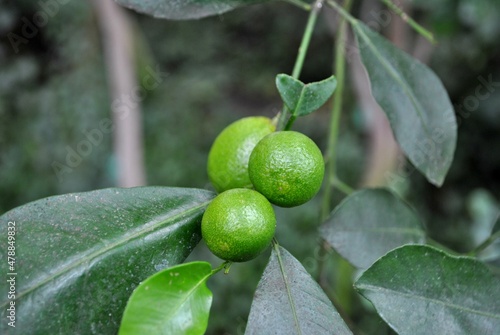 Interesting tropical plant. An exotic plant. Citrus fruit. Perfect for background or wallpaper.