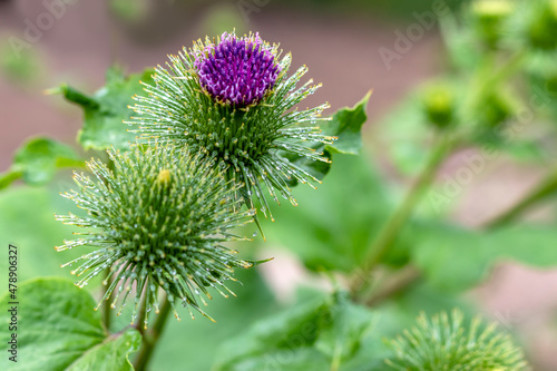 Burdock flowers. Lat. Arctium. Topic: medicinal plants, raw materials for manufacture of hair care burdock root oil extract