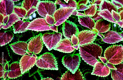 Colorful leaves background of Coleus, Painted nettle or Flame nettle (Solenostemon Scutellarioides) in the tropical ornamental garden