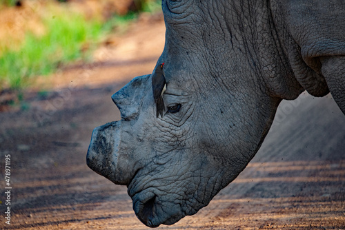 Rhino mutilation in an effort to protect