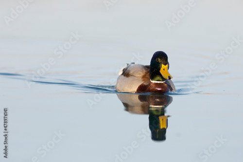 Ánade real macho (anas platyrhynchos) reflejado en un lago al atardecer