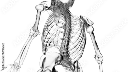 3d rendered illustration of the skeletal back