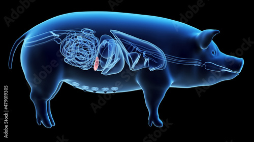 3d rendered illustration of the porcine anatomy - the spleen