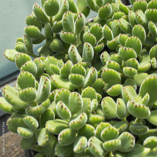 Background of Cotyledon is one of some 35 genera of succulent plants in the family Crassulaceae. Square frame