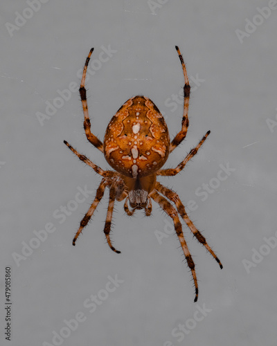 Big orange brown spider with a cross on back