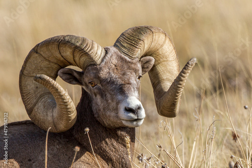 Montana full curl bighorn sheep 