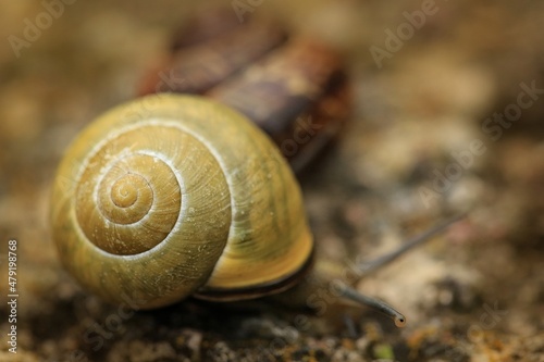 snail, diverse nature