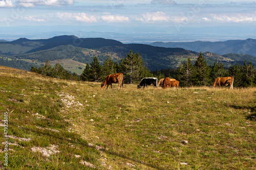 Cows next to hiking path in Vosges, France