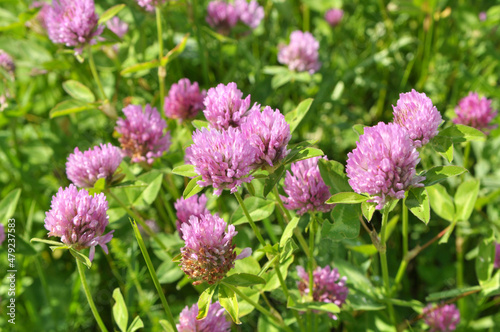 Clover (Trifolium pratense) grows in the meadow among the grasses