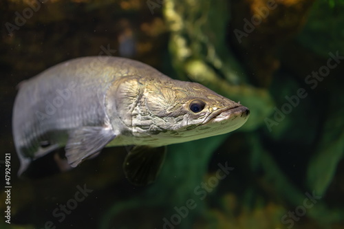 Portrait of arapaima gigas or pirarucu fish under water of tropical Amazon river. Wildlife at nature. Selective focus
