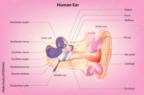 The structure of the human ears (Anatomy of the ear)