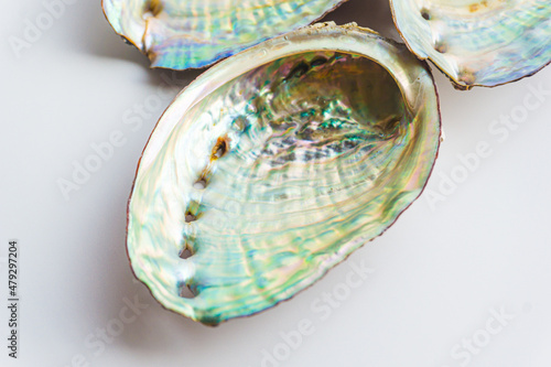 Colorful abalone shell on a white background- Close up of mother-of-pearl abalone paua shells