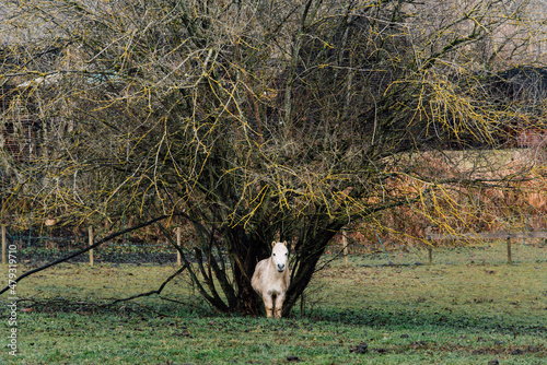 un poney sous un arbre. Un poney s'abritant sous un arbre en hiver. Un poney dans un pré attendant sous un arbre hivernal