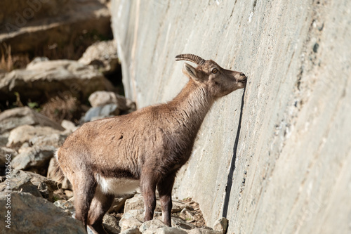 A female of alpine ibex (Capra ibex) is licking mineral salts on a sub-vertical wall