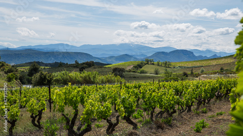 Corbières Vineyards and Rolling Hills Landscape in Aude France