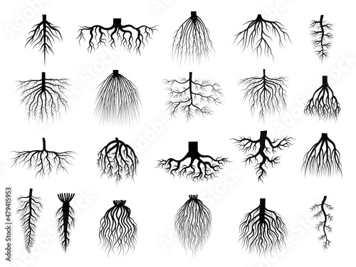 Root plants. Botanical symbols root systems from creep trees recent vector flat collections isolated