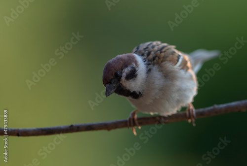 Mazurek, wróbel polny (Passer montanus) – Eurasian tree sparrow