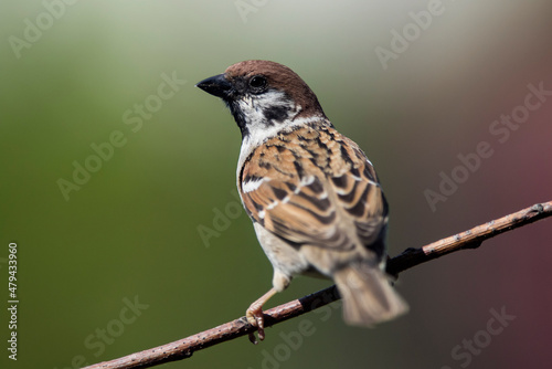 Mazurek, wróbel polny (Passer montanus) – Eurasian tree sparrow