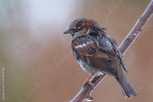 Wróbel zwyczajny, wróbel domowy (Passer domesticus) – House sparrow