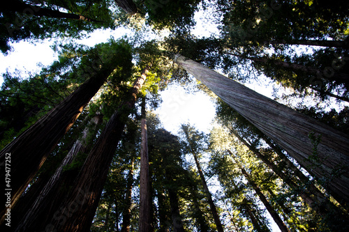 Redwoods national forest park