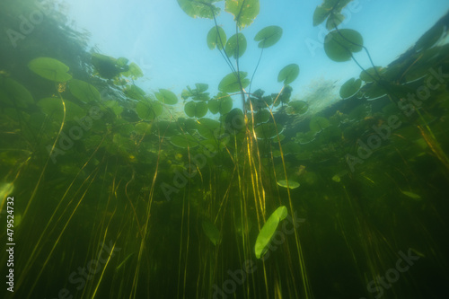 Beautiful yellow Water lily (nuphar lutea) in the clear pound. Underwater shot in the fresh water lake. Nature habitat. Unerwater world. View of a lake in summer. ..