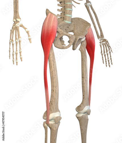 3D Illustration Of Tensor Fasciae Latae Muscles On White Background