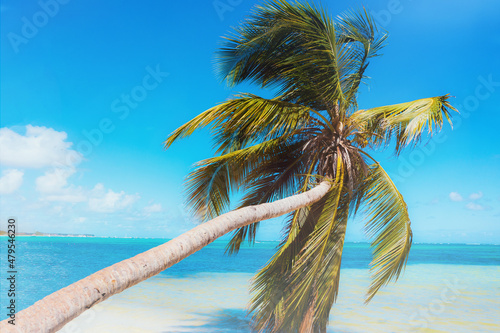sloping palm tree on a caribbean beach in Punta Cana, Dominican Republic