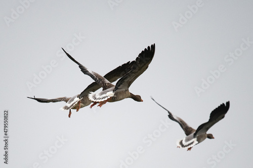 Fliegende Graugänse - typisch ist die Zeichnung der Schwanzfedern und das Orange von Schnabel und Beinen