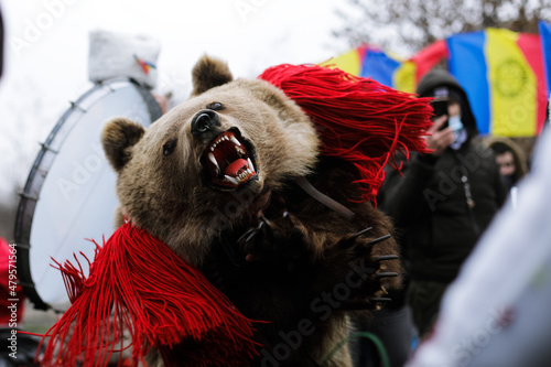 Young woman is wearing bear fur and performs a New Year Romanian traditional ritual (Bears Dance or Dansul Ursilor).