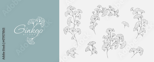 Ginkgo biloba floral logo and branch set. Hand drawn line wedding herb, elegant leaves for invitation save the date card. Botanical