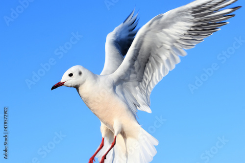 百合鴎､ユリカモメ、ゆりかもめ、Black-headed Gull,Larus ridibundus、渡り鳥