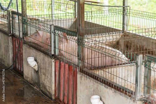 cerdos en sus aposentos esperando ser alimentados