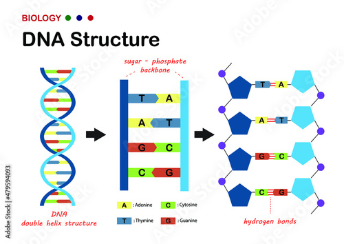 Biological diagram show structure of DNA (deoxyribonucleic acid), the genetic material in living organism