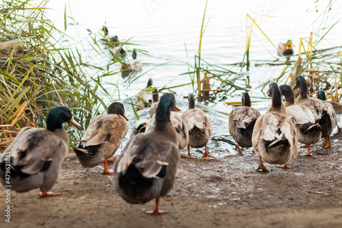 bandada de mallard se marchan corriendo hacia la orilla del lago natural en busca de comida.