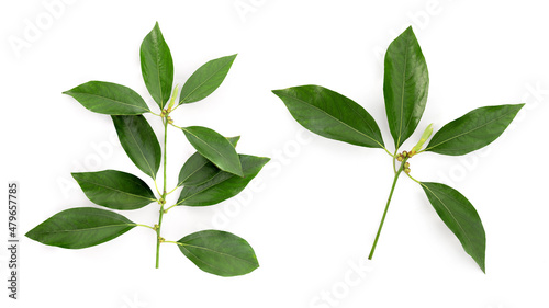 Camphor or Cinnamomum camphora branch green leaves isolated on white background with clipping path.