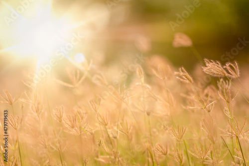 grass flower in field on sunny