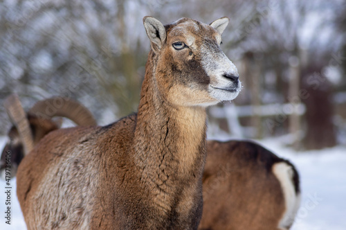 Herd of wild mouflon sheep on pasture during winter time walking in the snow, beautiful cold weather coated furry mammals