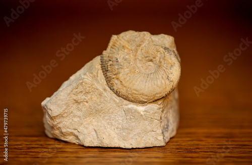 Ein einem Stück Stein eingeschlossene Überreste eines versteinerten Fossils aus einer längst vergangenen Zeit.