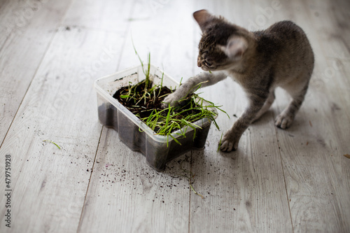 cat bandit rozrabiający kot rozkopuje ziemię z doniczki