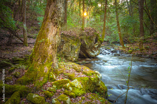 The early morning sun peeks through the trees along the Fiery Gizzard Trail on the South Cumberland Plateau in Tennessee.